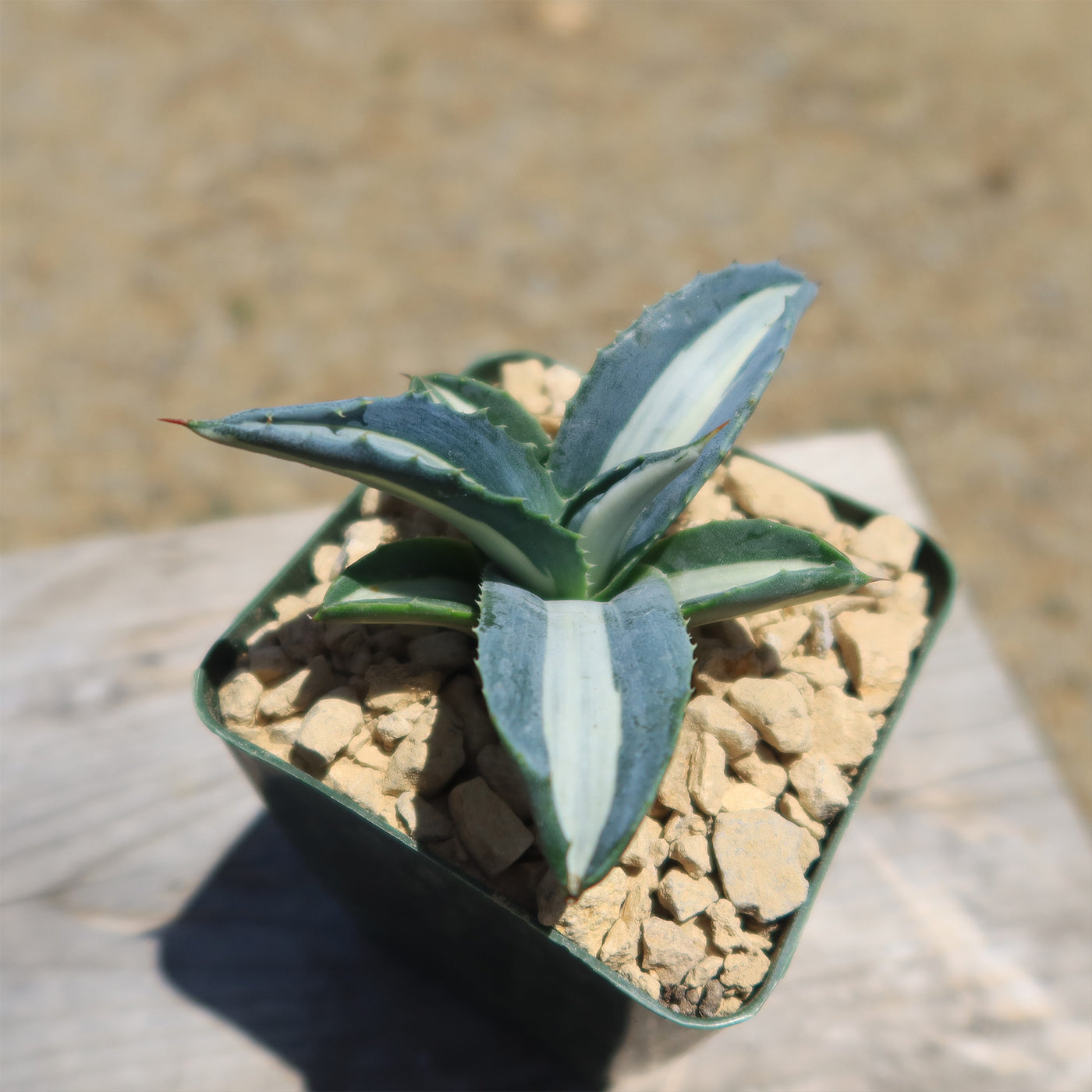 black and white striped pot plant Shop 'Agave mediopicta alba – White Striped Century Plant' Care and Info