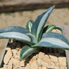 Agave mediopicta alba – White Striped Century Plant