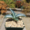 Agave mediopicta alba – White Striped Century Plant