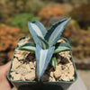 Agave mediopicta alba – White Striped Century Plant