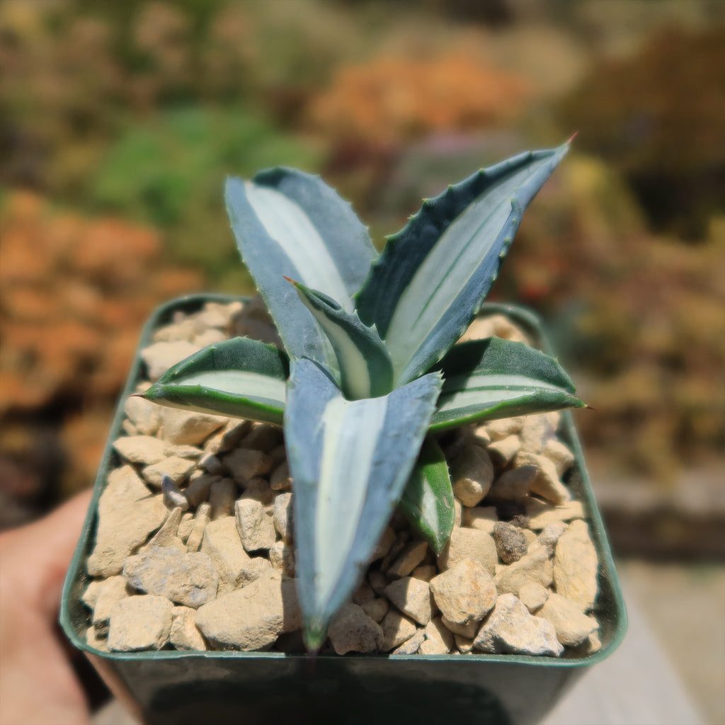 Agave mediopicta alba – White Striped Century Plant