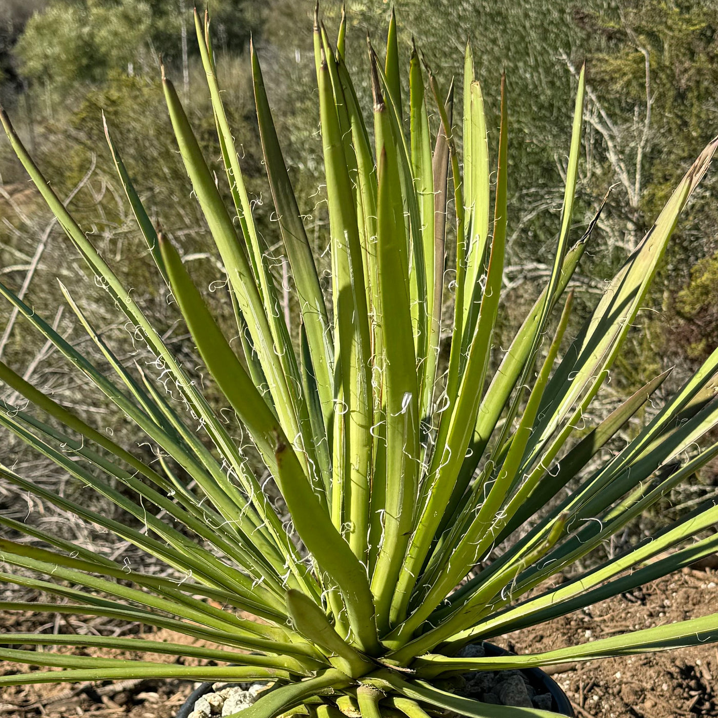 Ocahui Century Plant 'Agave Ocahui'