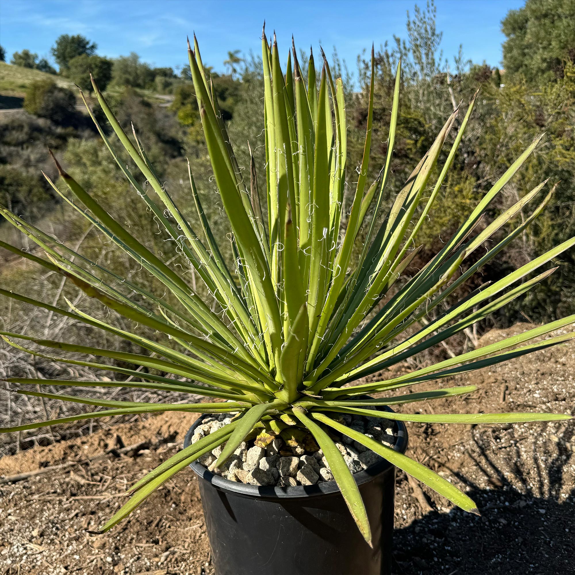 Ocahui Century Plant 'Agave Ocahui'