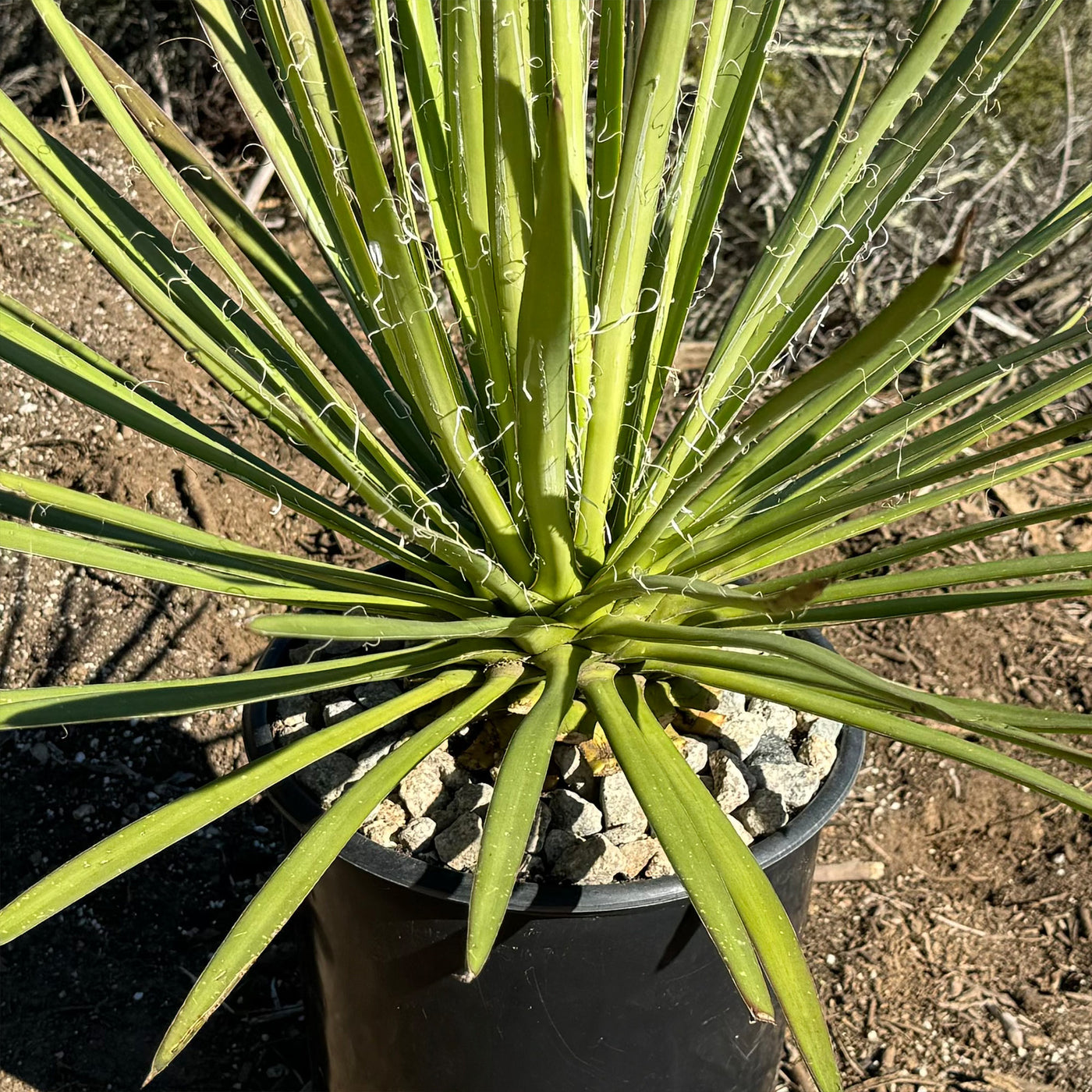 Ocahui Century Plant 'Agave Ocahui'