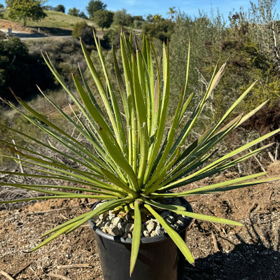 Ocahui Century Plant 'Agave Ocahui'