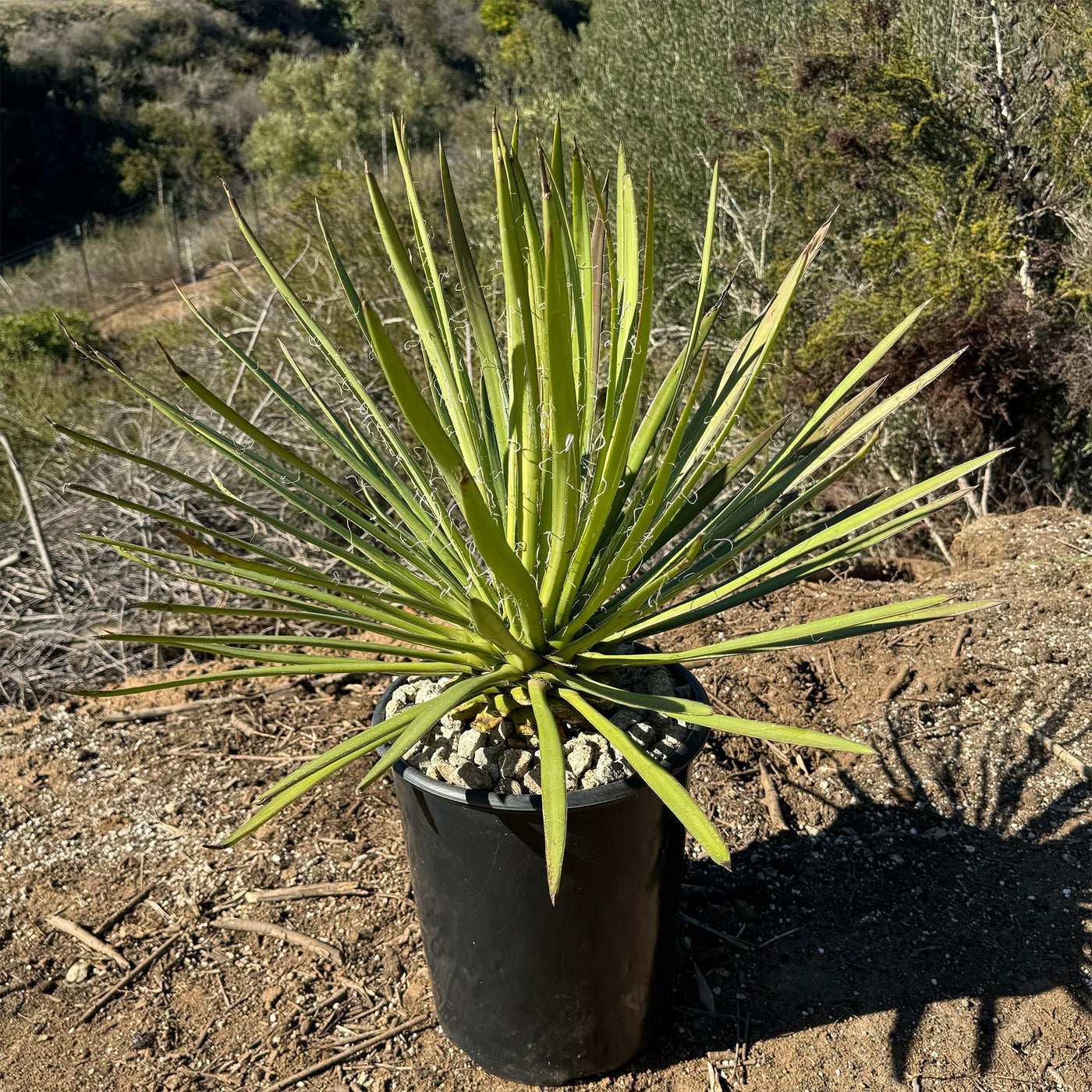 Ocahui Century Plant 'Agave Ocahui'