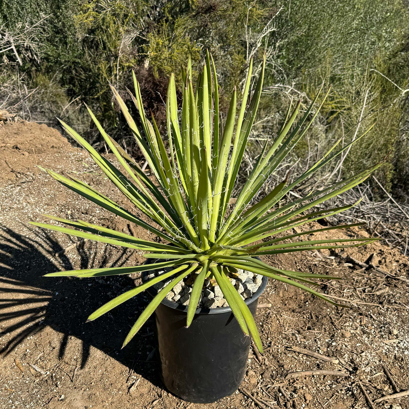 Ocahui Century Plant 'Agave Ocahui'