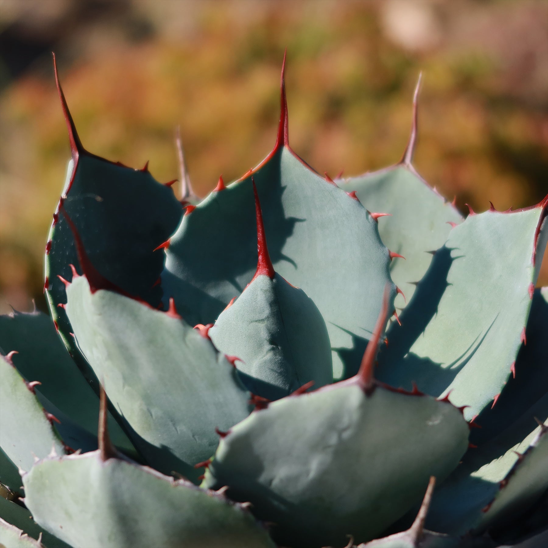 Artichoke Agave Plant - Agave parryi 'truncata'