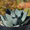 Artichoke Agave Plant - Agave parryi &