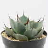 Artichoke Agave Plant - Agave parryi &