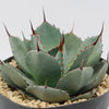 Artichoke Agave Plant - Agave parryi &