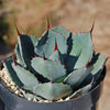 Artichoke Agave Plant - Agave parryi &