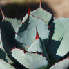 Artichoke Agave Plant - Agave parryi &