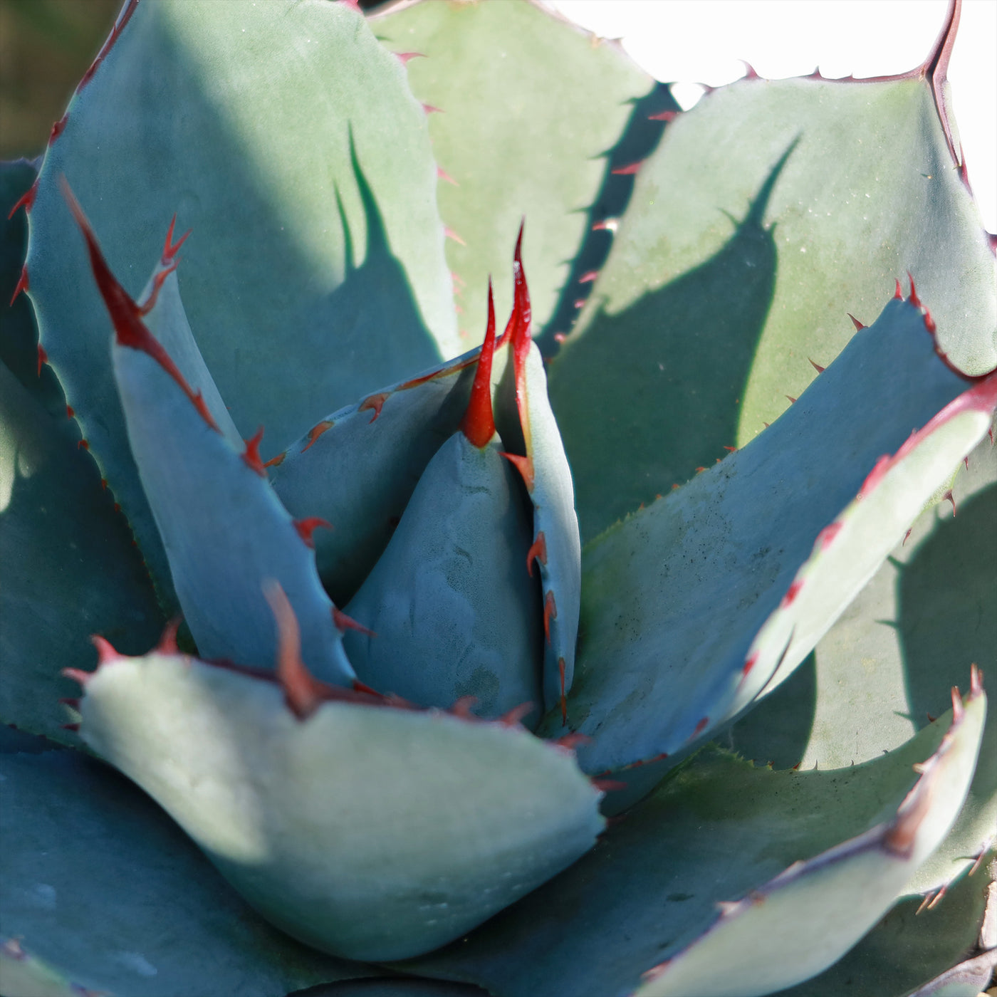 Artichoke Agave Plant - Agave parryi 'truncata'