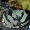 Artichoke Agave Plant - Agave parryi &