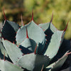 Artichoke Agave Plant - Agave parryi &