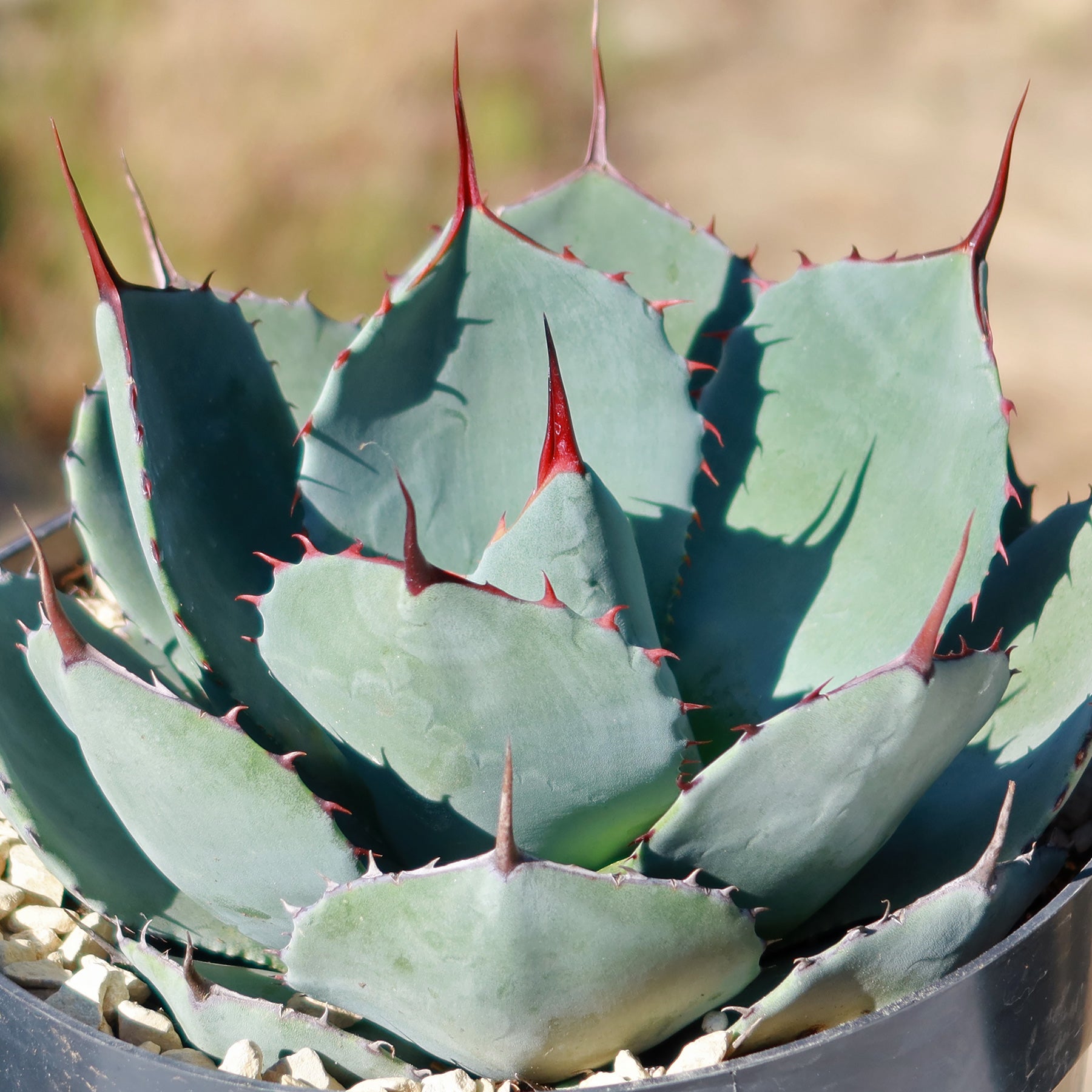 Artichoke Agave Plant - Agave parryi 'truncata'