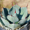 Artichoke Agave Plant - Agave parryi &