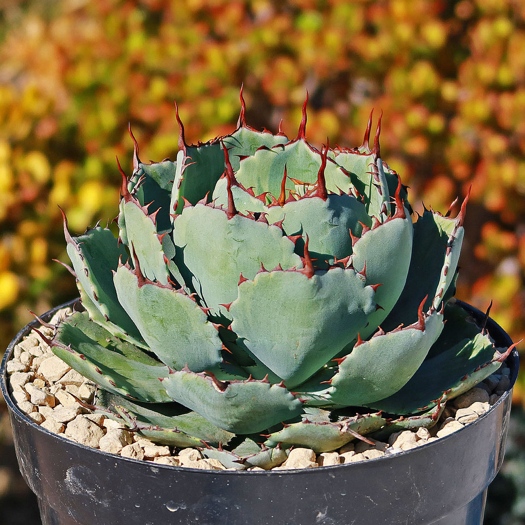 Butterfly Agave Potatorum - 2