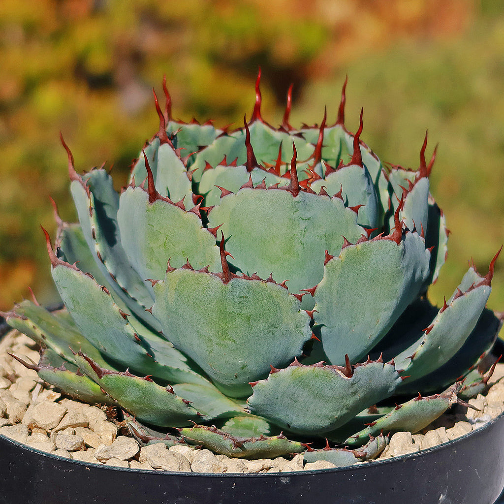 Butterfly Agave Potatorum - 3