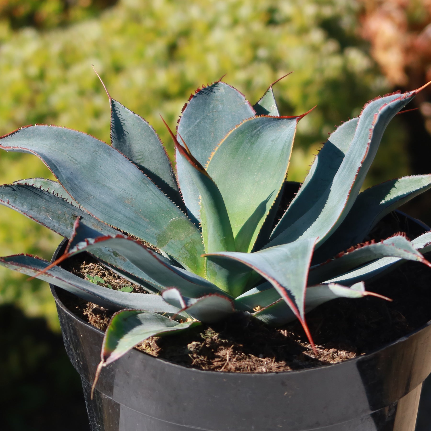 Agave potatorum 'Razor'