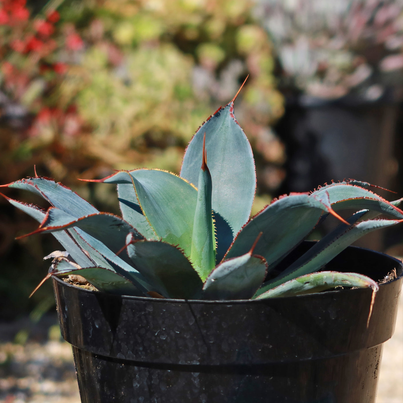 Agave potatorum 'Razor'