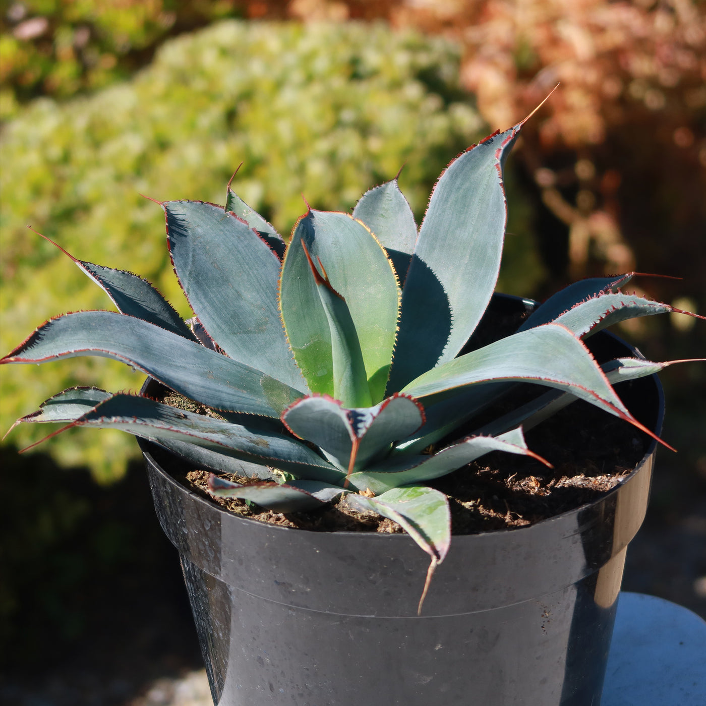 Agave potatorum 'Razor'