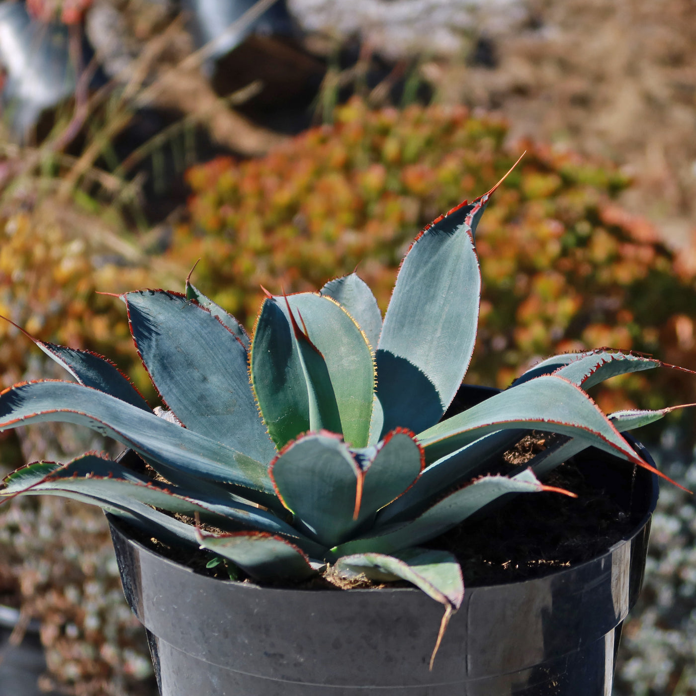 Agave potatorum 'Razor'