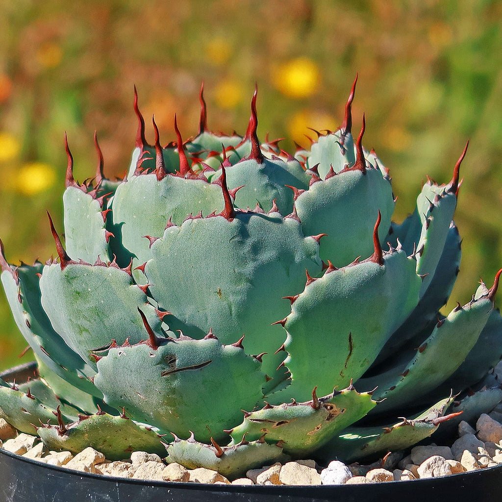 Butterfly Agave Potatorum -1