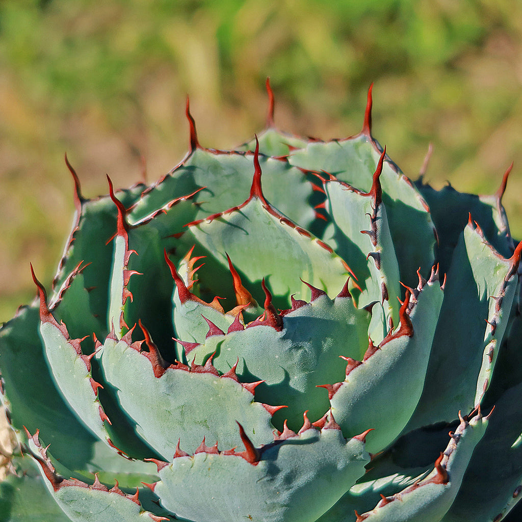 Butterfly Agave Potatorum - 5