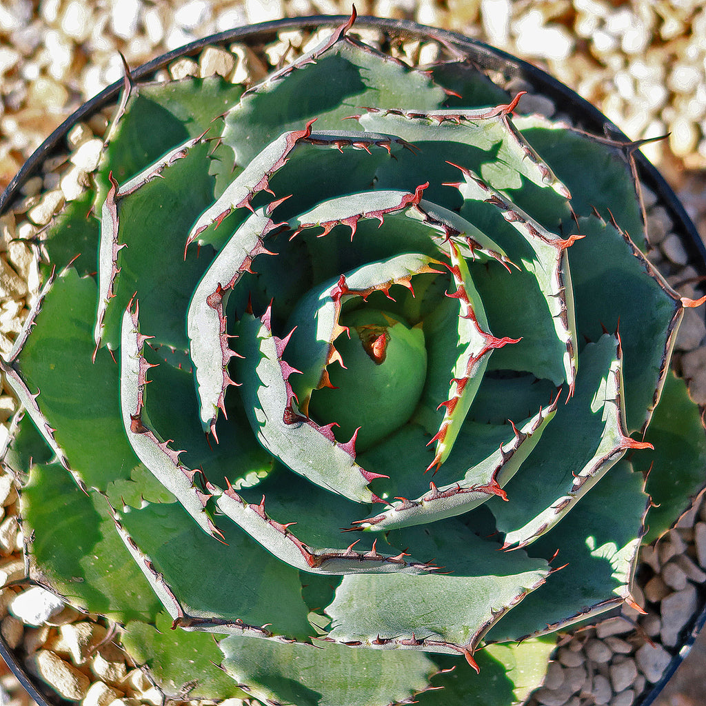 Butterfly Agave Potatorum -6