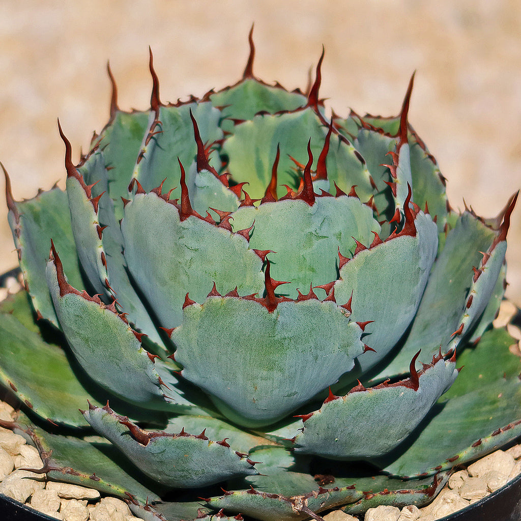 Butterfly Agave Potatorum - 7