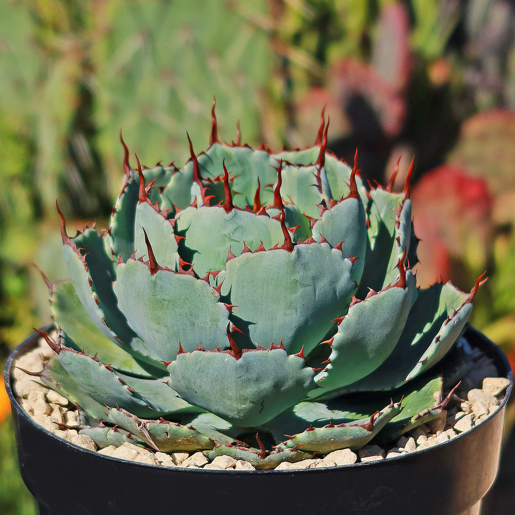 Butterfly Agave Potatorum - 8