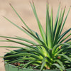 Agave stricta ‘Hedgehog Agave’