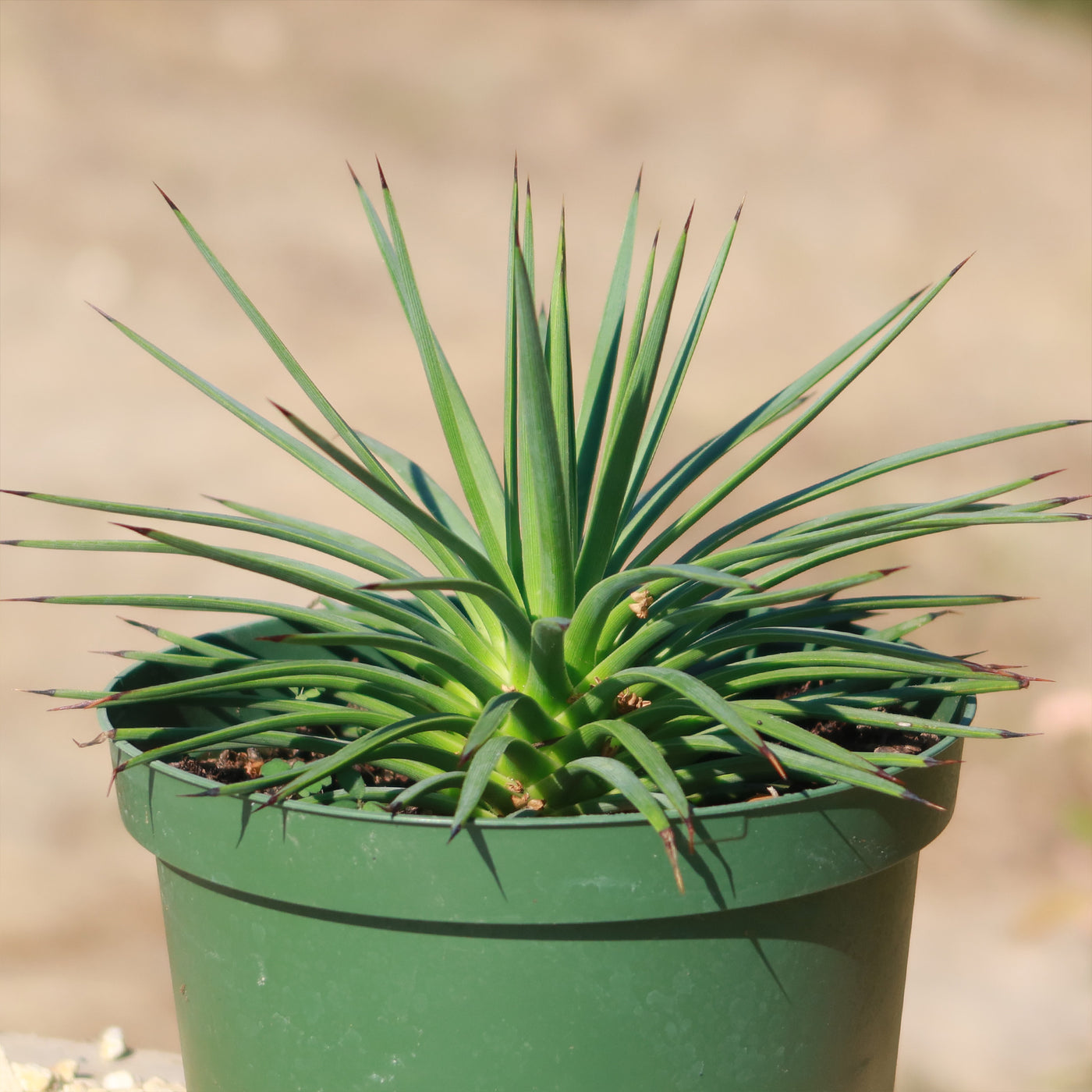 Agave stricta ‘Hedgehog Agave’