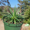 Agave stricta ‘Hedgehog Agave’