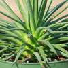 Agave stricta ‘Hedgehog Agave’