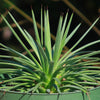 Agave stricta ‘Hedgehog Agave’