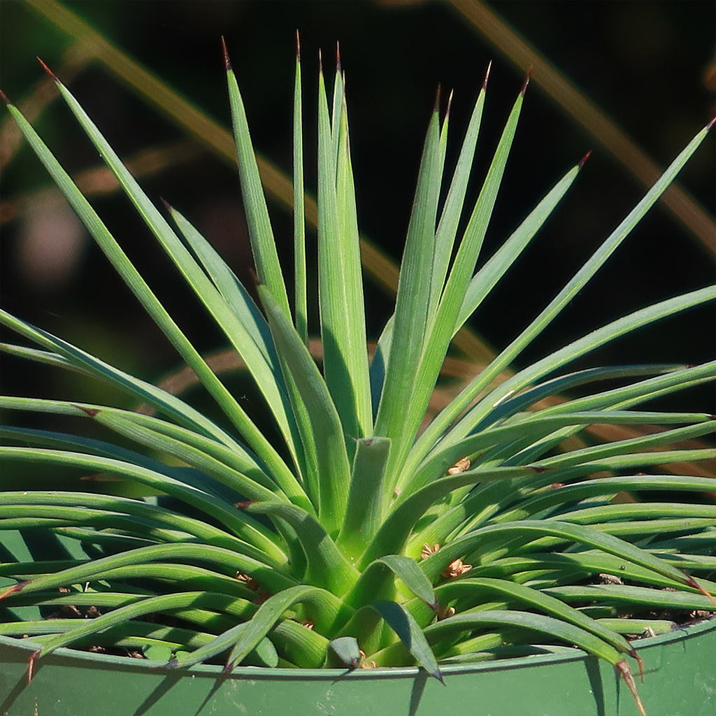Agave stricta ‘Hedgehog Agave’