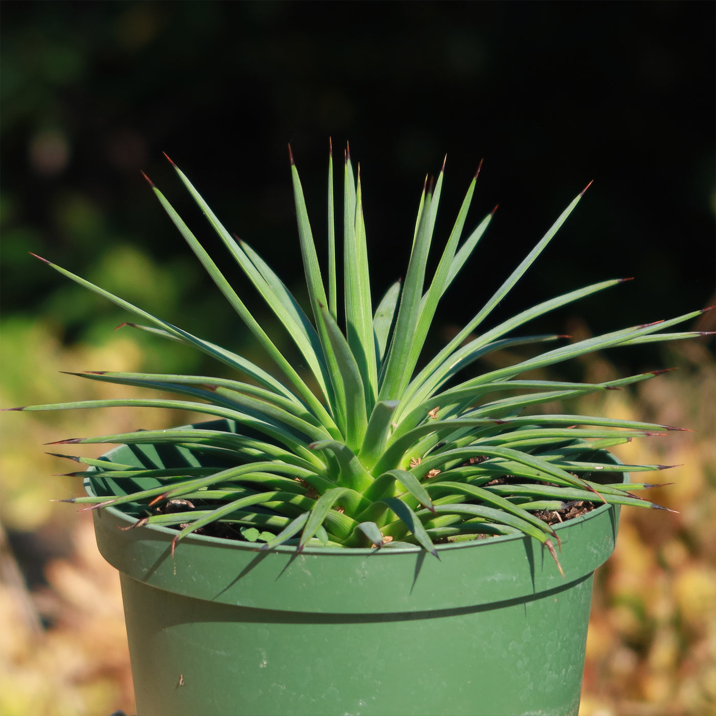 Agave stricta ‘Hedgehog Agave’