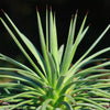 Agave stricta ‘Hedgehog Agave’