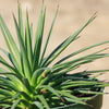 Agave stricta ‘Hedgehog Agave’