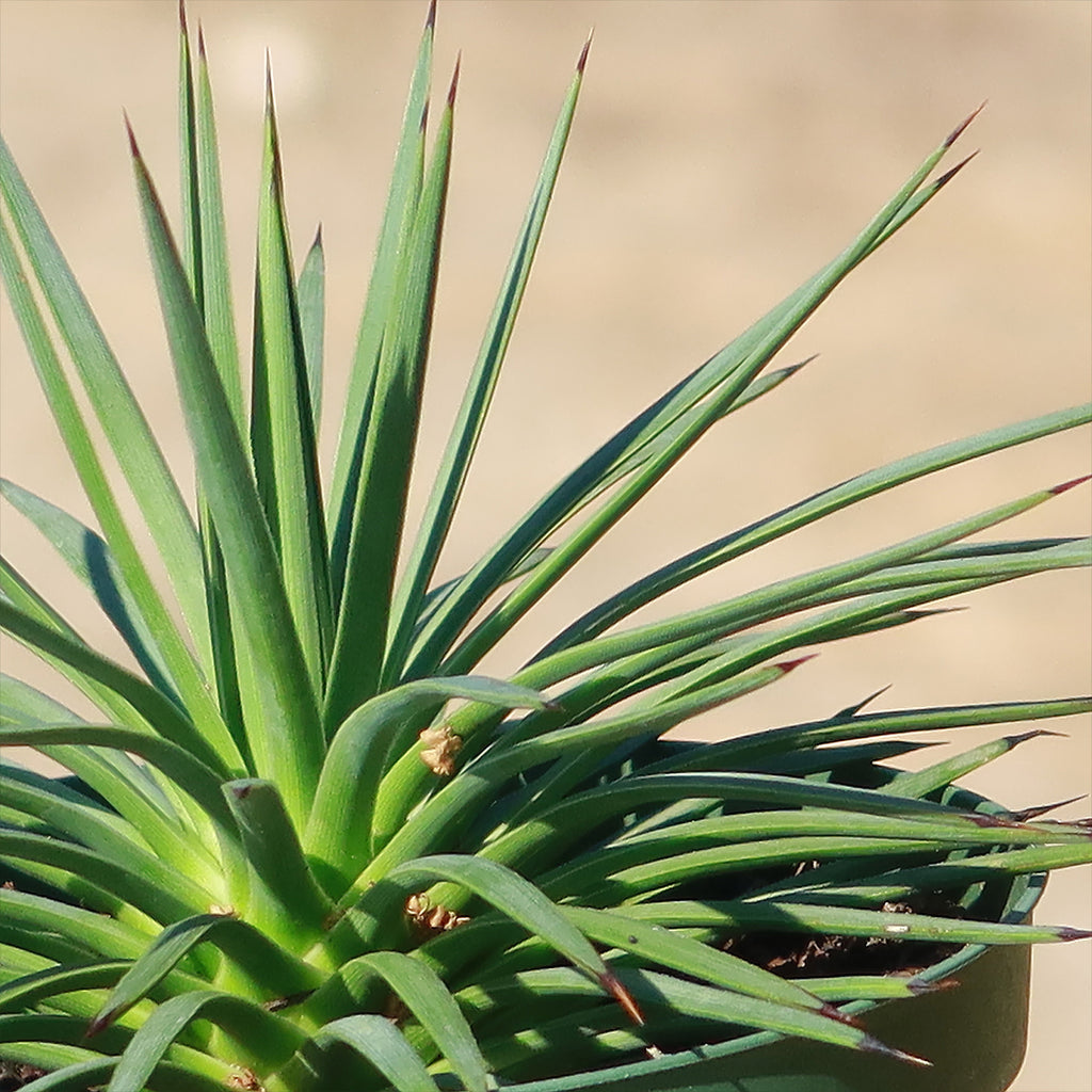 Agave stricta ‘Hedgehog Agave’