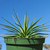 Agave stricta ‘Hedgehog Agave’