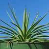 Agave stricta ‘Hedgehog Agave’