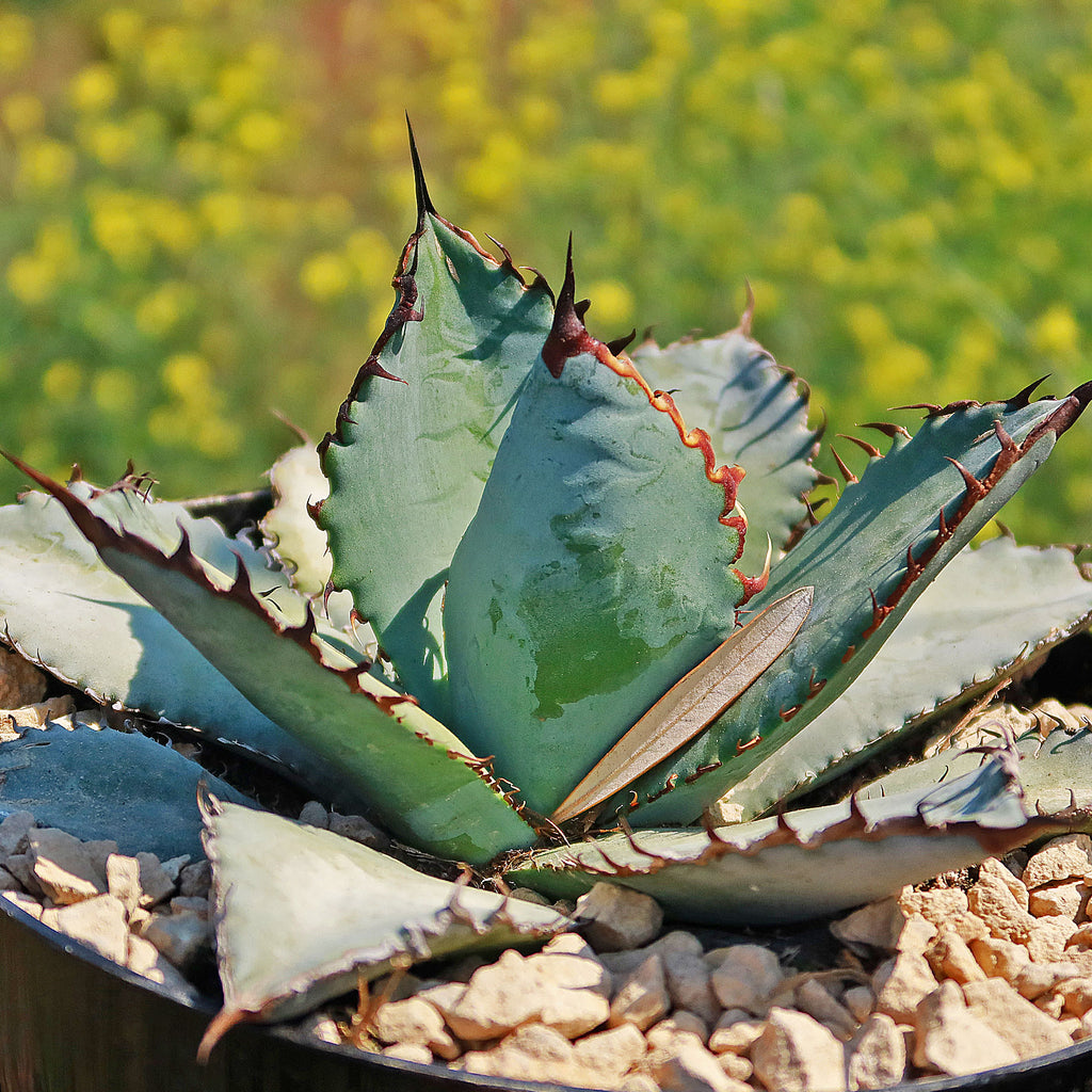 Agave titanota &