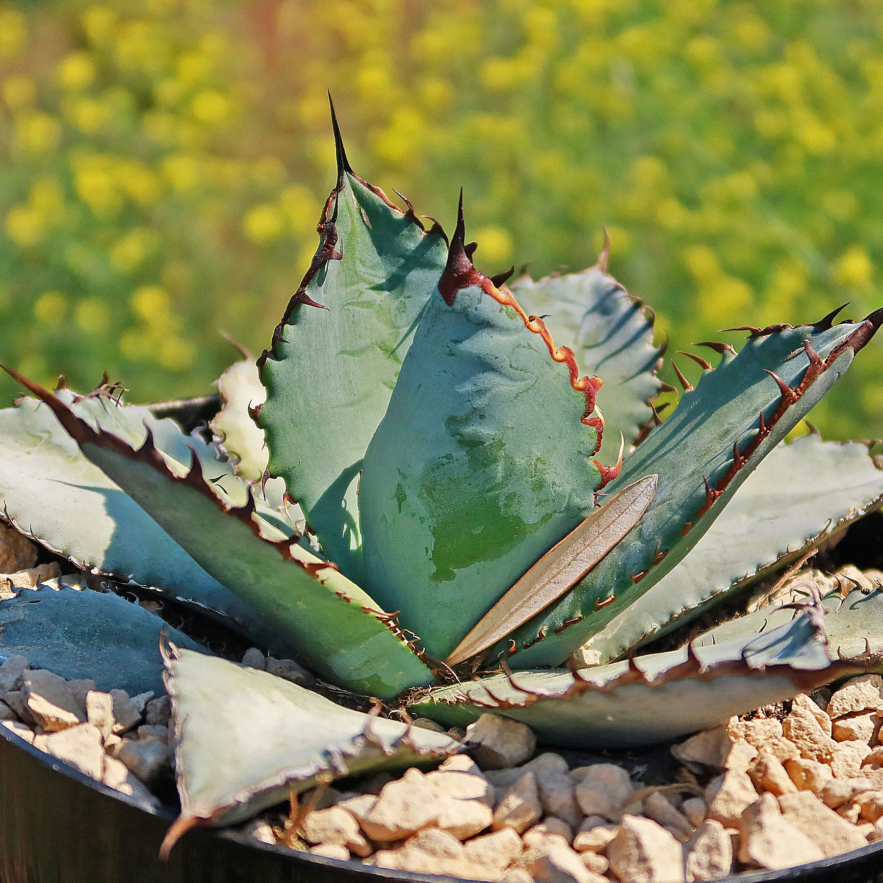 AGAVE TITANOTA DIAVOLO Bianco, Size plant 3/5cm (RARE AGAVE TITANOTA DIAVOLO Bianco, Size plant 3/5cm (RARE
