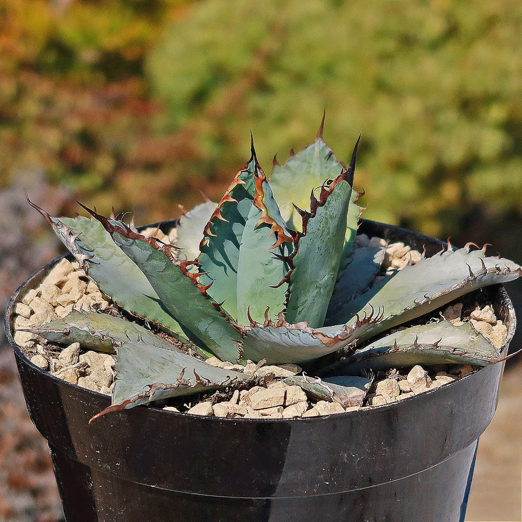 Agave titanota &