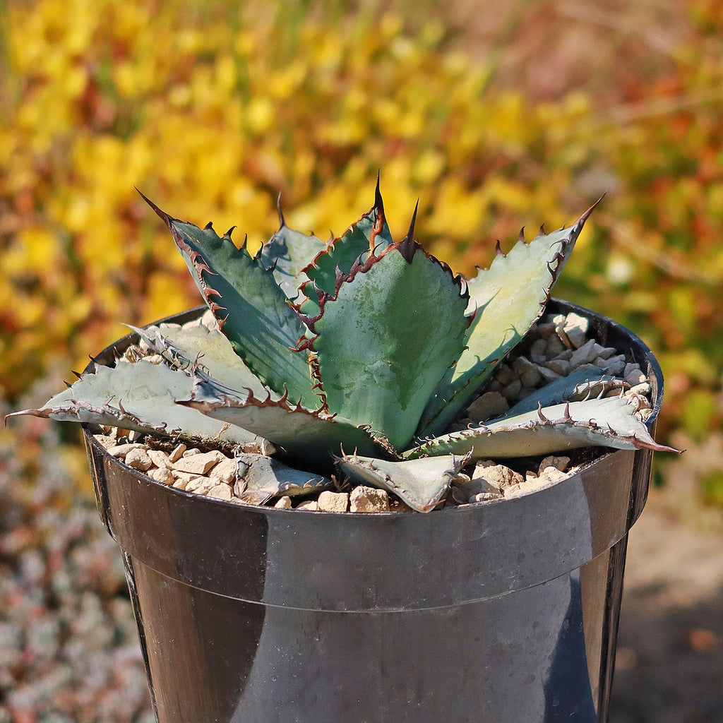 Agave titanota &