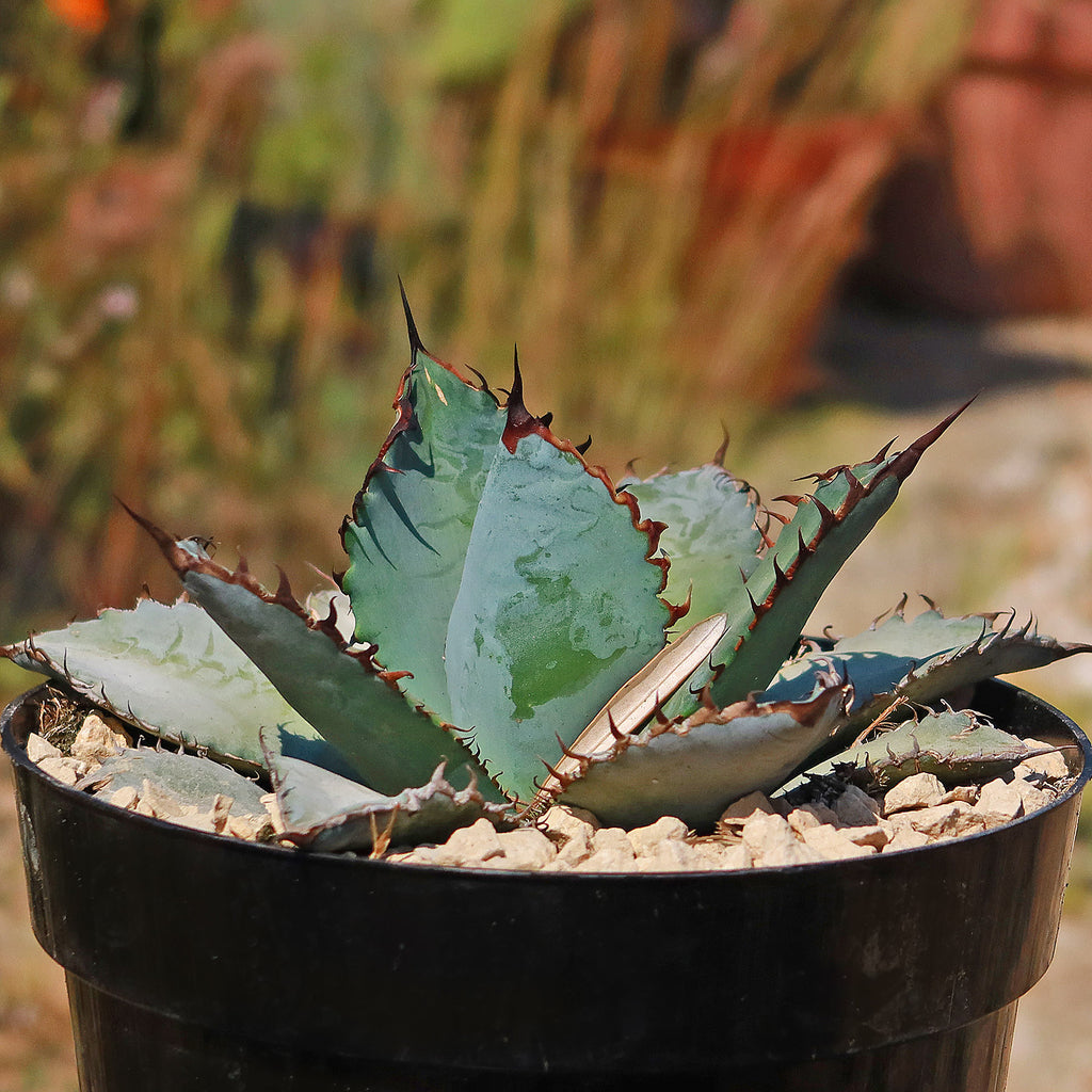 Agave titanota &
